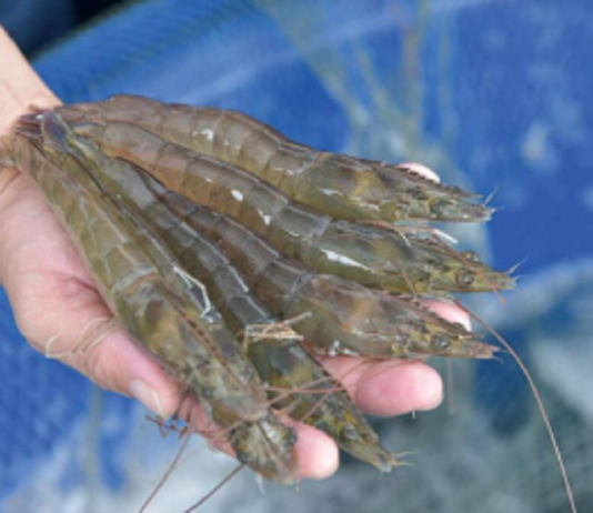 Tôm Việt vào Mỹ giữ đà tăng trưởng giữa biến động thuế quan