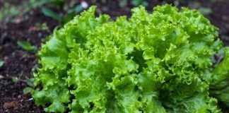 Loại rau củ là “ổ ký sinh trùng”, cái số 1 rất nhiều người ăn