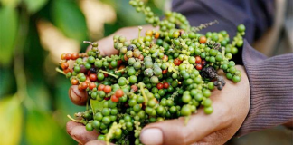 Xuất khẩu hạt tiêu vượt 1 tỷ USD