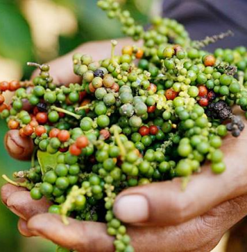 Xuất khẩu hạt tiêu vượt 1 tỷ USD
