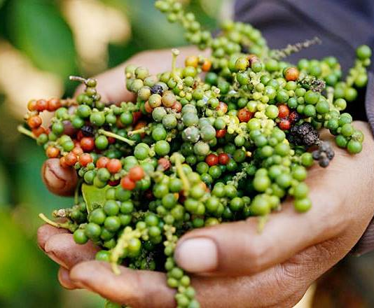 Xuất khẩu hạt tiêu vượt 1 tỷ USD