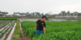 Chàng kỹ sư công nghệ sinh học về làm giàu từ cây bạc hà