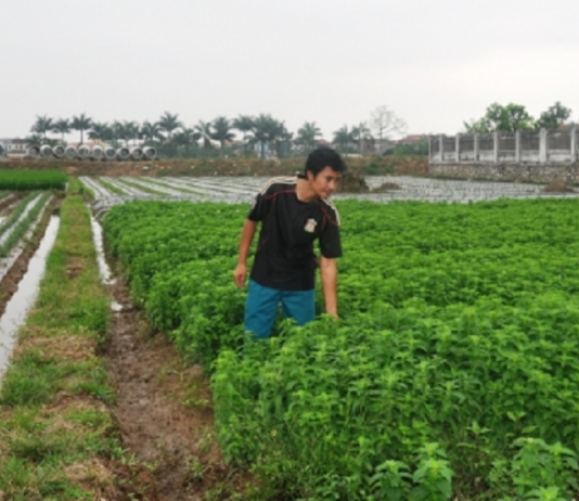 Chàng kỹ sư công nghệ sinh học về làm giàu từ cây bạc hà