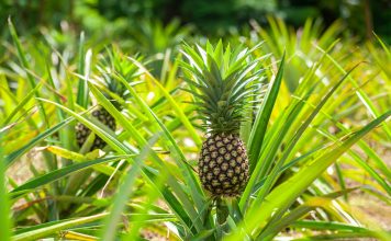 Biến lá dứa, xơ mướp thành chất liệu xanh: Cơ hội cho thời trang Việt