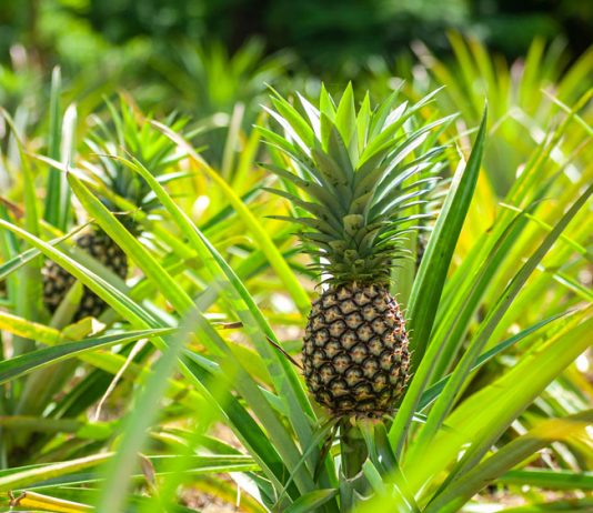 Biến lá dứa, xơ mướp thành chất liệu xanh: Cơ hội cho thời trang Việt