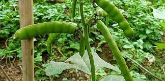 Thân, lá, hoa, quả của cây củ đậu đều chứa chất cực độc