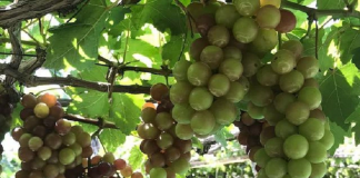 Giải pháp đảm bảo vệ sinh an toàn thực phẩm sạch