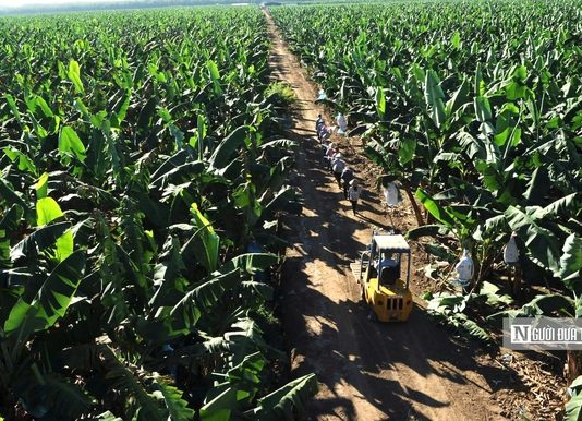 Khát vọng nông nghiệp xanh: Doanh nghiệp Việt cùng nông dân đưa nông sản vươn tầm quốc tế