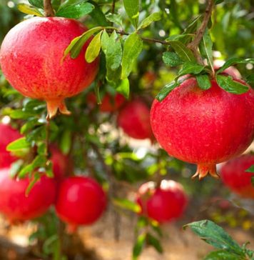 Khi ăn quả lựu nuốt hay bỏ hạt