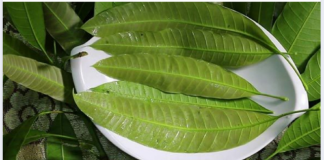 Đừng chỉ ăn quả, lá loại cây này quý như “nhân sâm người nghèo”