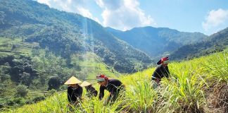 Những người làm giàu từ cây sả Java