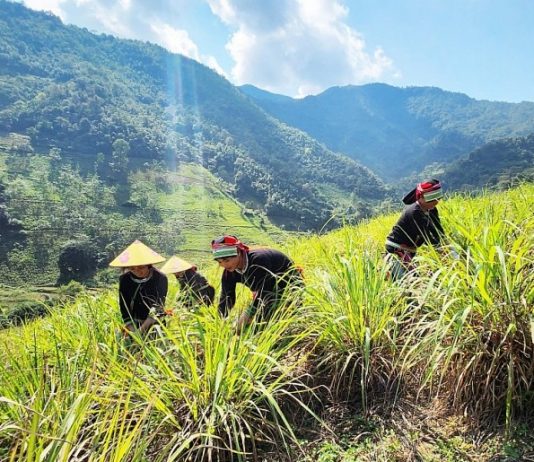 Những người làm giàu từ cây sả Java