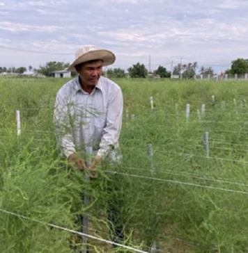 Ông Hùng Ky làm giàu, phủ xanh vùng đất “cát bay, cát nhảy” bằng mô hình trồng măng tây xanh