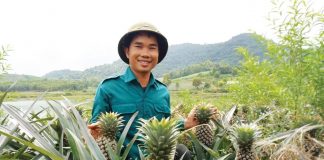 Làn sóng doanh nghiệp mới trong nông nghiệp đang dâng cao