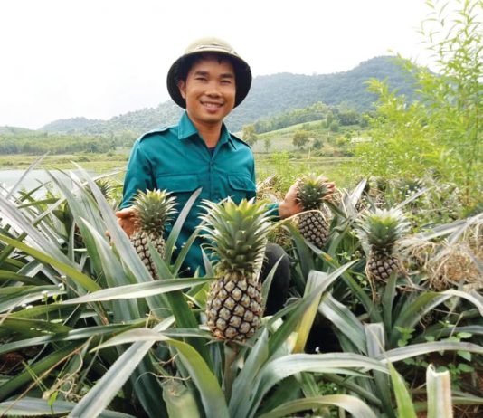 Làn sóng doanh nghiệp mới trong nông nghiệp đang dâng cao