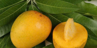 Lợi ích bất ngờ của hạt xoài với sức khỏe, chớ dại bỏ đi