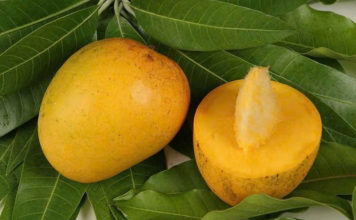 Lợi ích bất ngờ của hạt xoài với sức khỏe, chớ dại bỏ đi