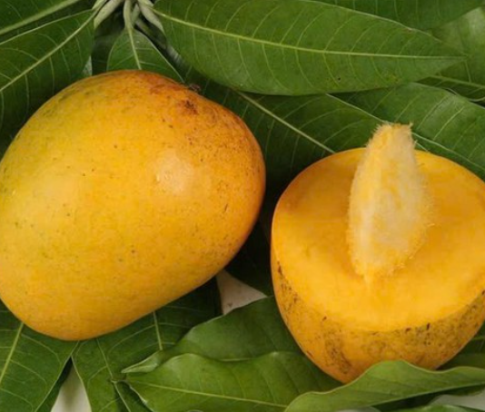 Lợi ích bất ngờ của hạt xoài với sức khỏe, chớ dại bỏ đi