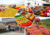 Những nông sản Việt Nam xuất khẩu nhiều nhất sang ASEAN