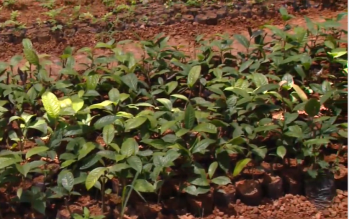 Nông dân làm giàu từ trà hoa vàng Ba Chẽ