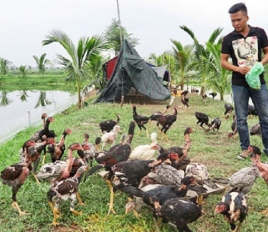 Thanh niên Hải Phòng vươn lên làm giàu