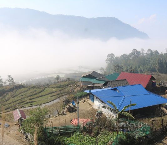 Thôn vùng cao ở Lào Cai, trước chìm trong hoa anh túc nay trồng lúa, ngô, cây ăn quả mà giảm nghèo làm giàu