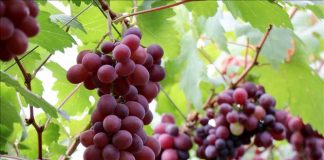 Trồng giống nho mới cho thu nhập từ khoảng 1,2 tỷ đồng/ha/năm