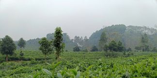 Vùng chè Hưng Khánh hồi sinh