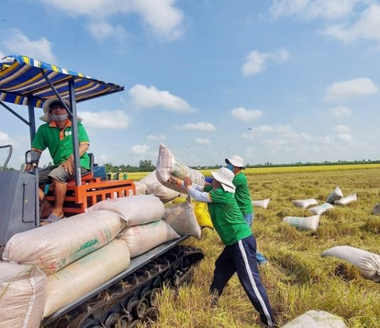 Xuất khẩu gạo cần ứng phó nhanh trong ngắn hạn và chiến lược dài hạn