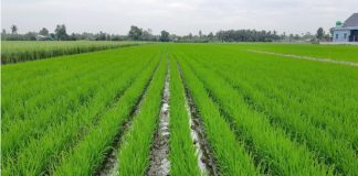 Canh tác lúa giảm phát thải, lợi nhuận tăng, khí nhà kính giảm