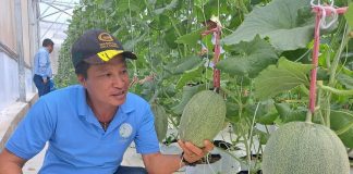 Doanh nghiệp là hạt nhân phát triển nông nghiệp công nghệ cao