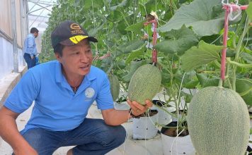 Doanh nghiệp là hạt nhân phát triển nông nghiệp công nghệ cao