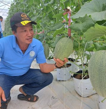 Doanh nghiệp là hạt nhân phát triển nông nghiệp công nghệ cao