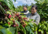 Cà phê Việt Nam giữ giá cao kỷ lục
