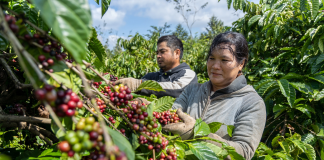 Cà phê Việt Nam giữ giá cao kỷ lục