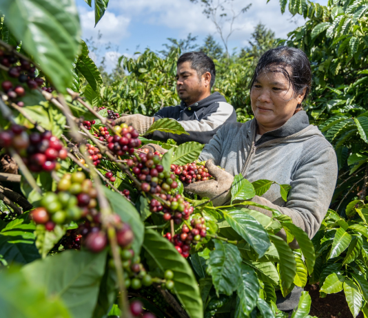Cà phê Việt Nam giữ giá cao kỷ lục