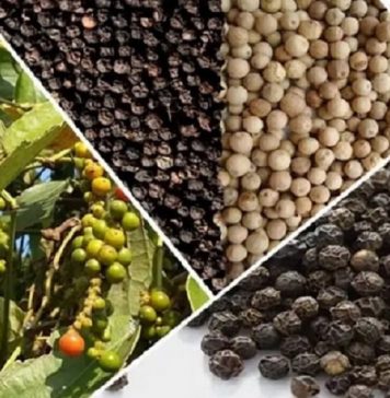 Hồ tiêu 9 tháng xuất khẩu gần chạm mốc 1,3 tỷ USD