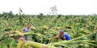 Khẩn trương khôi phục sản xuất nông nghiệp sau bão lũ