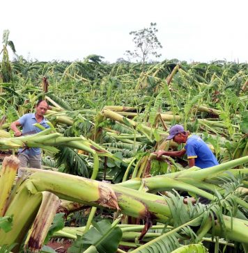 Khẩn trương khôi phục sản xuất nông nghiệp sau bão lũ