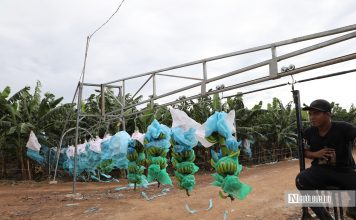 Khát vọng nông nghiệp xanh: Doanh nghiệp Việt cùng nông dân đưa nông sản vươn tầm quốc tế