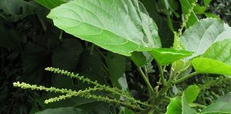 Lưu ý khi sử dụng cây lộc mại để tránh ngộ độc