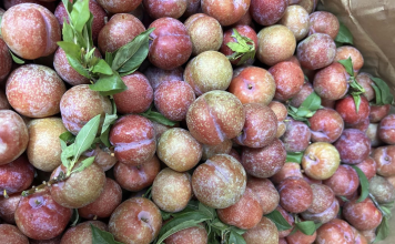 Nên ăn 4 – 5 quả mận mỗi ngày để đem lại lợi ích tối đa cho sức khỏe