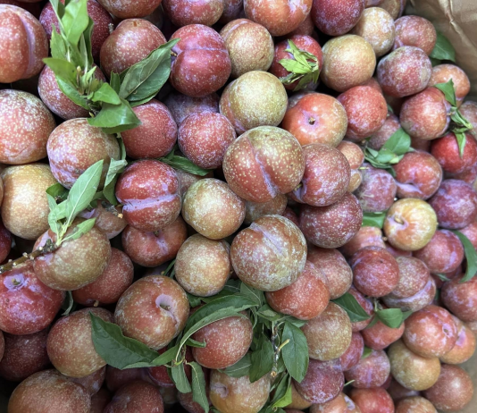 Nên ăn 4 – 5 quả mận mỗi ngày để đem lại lợi ích tối đa cho sức khỏe