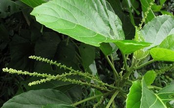 Những lưu ý khi sử dụng cây lộc mại để tránh ngộ độc