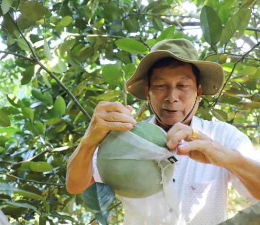 Mô hình mới là động lực giúp nông dân một huyện ở Hà Giang nâng cao thu nhập, giảm nghèo bền vững