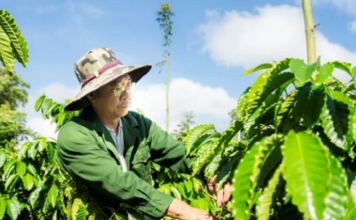 Giảm rủi ro mùa hạn: Mô hình sản xuất thích ứng khô hạn tại miền Trung – Tây Nguyên