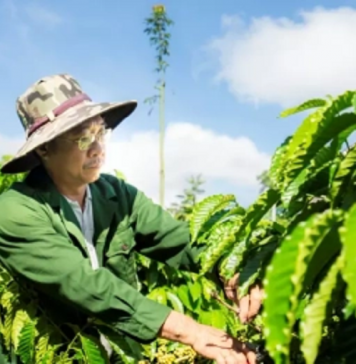 Giảm rủi ro mùa hạn: Mô hình sản xuất thích ứng khô hạn tại miền Trung – Tây Nguyên