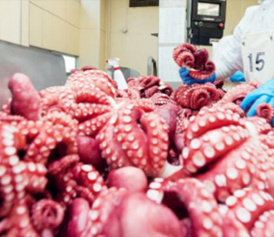 Thái Lan vượt Trung Quốc, trở thành “khách sộp” mới của mực, bạch tuộc Việt Nam