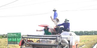 Người trồng lúa khấn khởi khi giá gạo xuất khẩu tăng trở lại