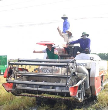 Người trồng lúa khấn khởi khi giá gạo xuất khẩu tăng trở lại